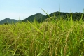 花游観光案内所―和歌山で地産地消！新米キャンペーン―