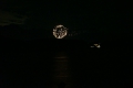 夜空に浮かぶ大輪の花