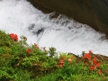 渓流に咲く〝 カワサツキ 〟①