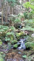 〝熊野古道〟の山の水