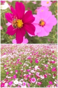 那智山へ行く途中の〝コスモスの花園〟