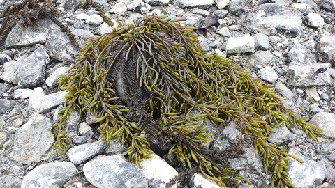 プチプチ海藻