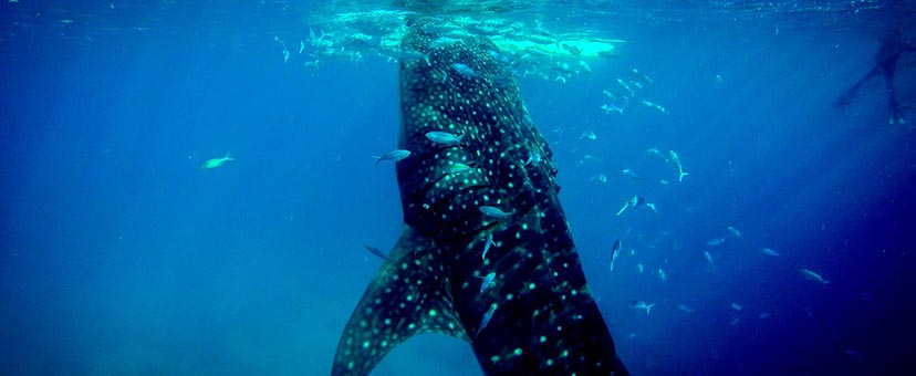 くじらの博物館