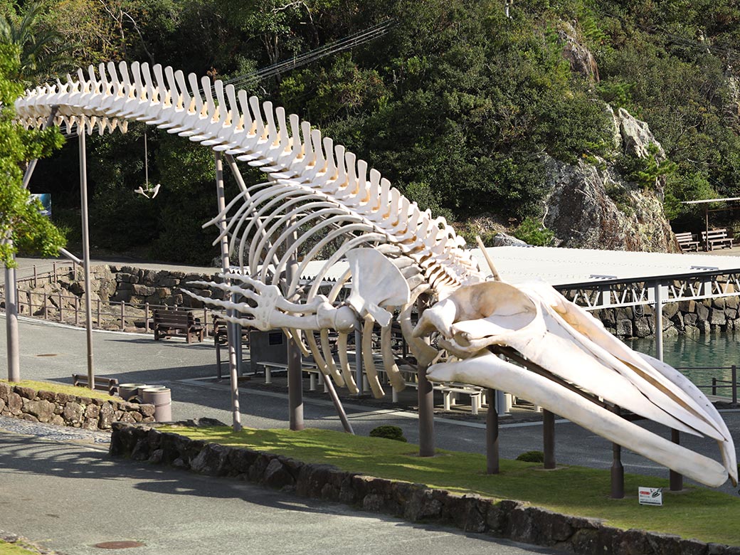 周辺観光 くじらの博物館 花いろどりの花游（太地温泉・那智勝浦）