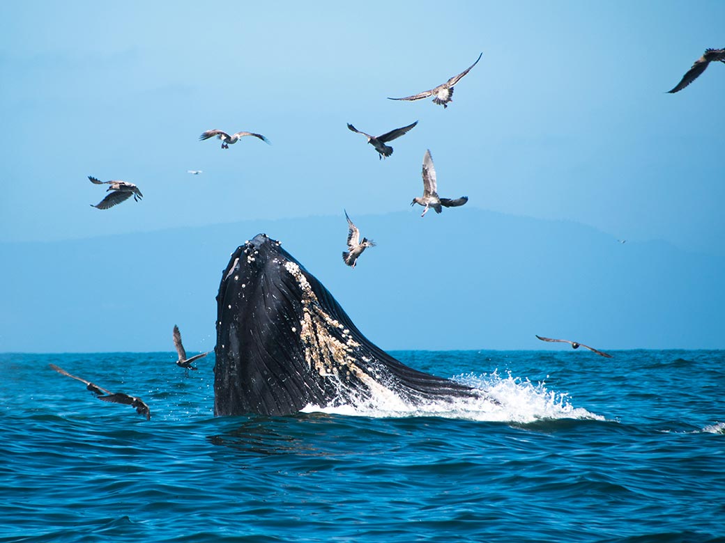 ホエールウォッチング