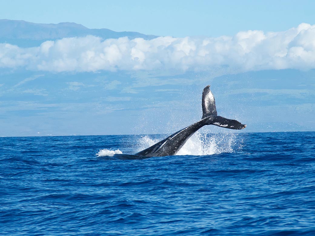 ホエールウォッチング