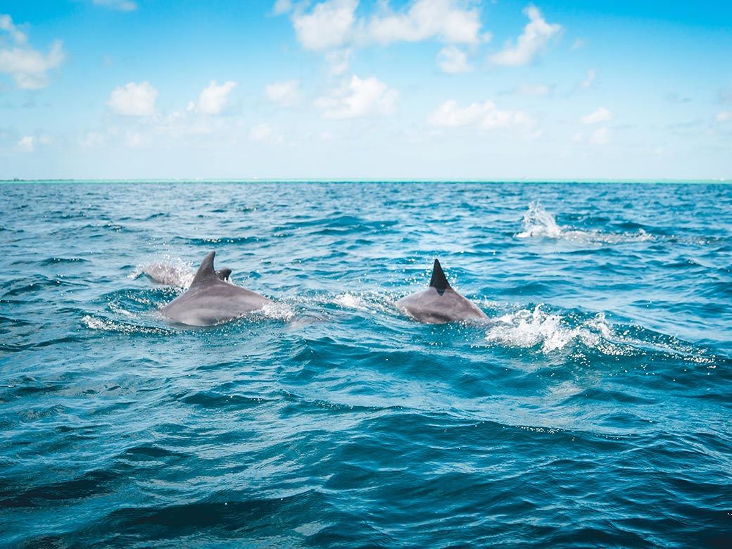 ホエールウォッチング