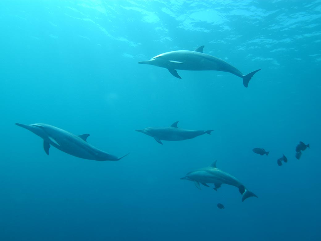 ドルフィンスイム