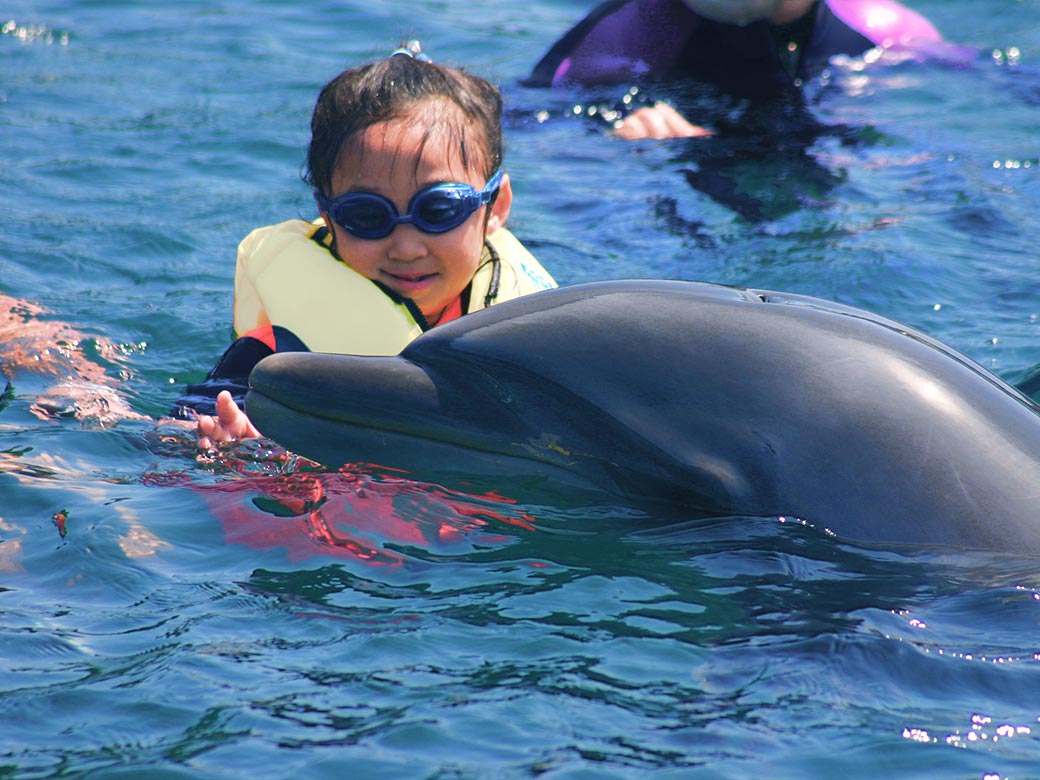 ドルフィンスイム