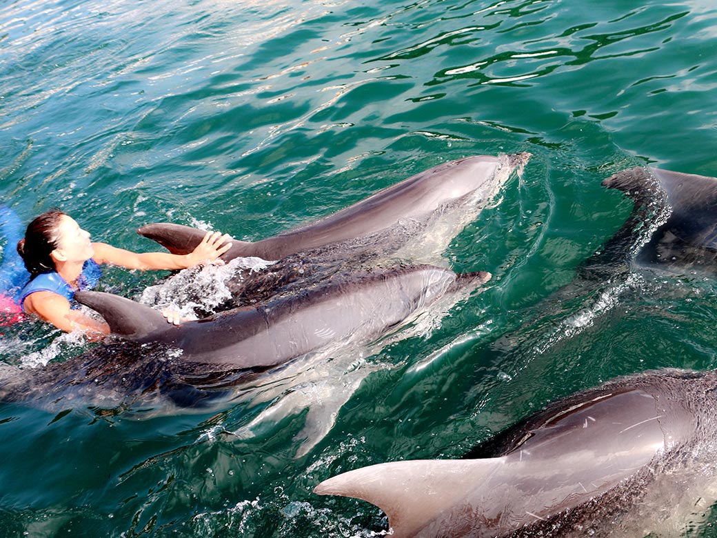 ドルフィンスイム
