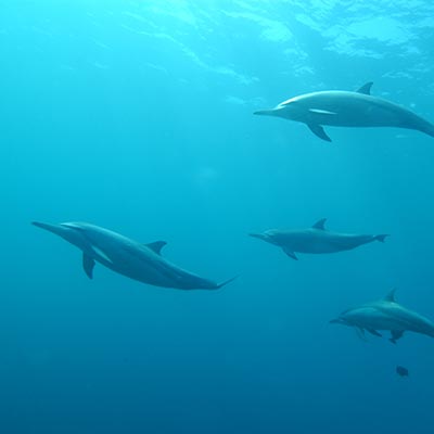 ドルフィンスイム