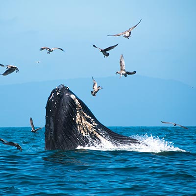 ホエールウォッチング